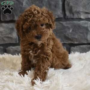 Reese, Toy Poodle Puppy