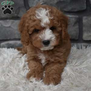 Ace, Cavapoo Puppy