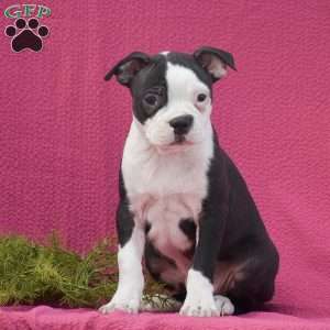 Grant, Boston Terrier Puppy