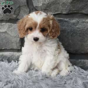 Callie, Cavapoo Puppy