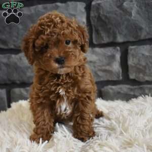 Reese, Toy Poodle Puppy