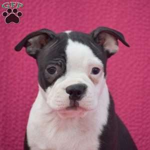 Grant, Boston Terrier Puppy