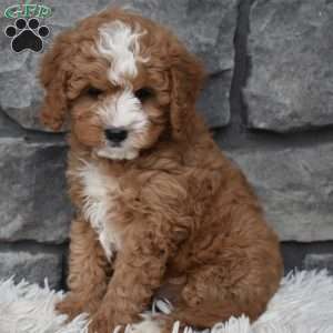 Ace, Cavapoo Puppy