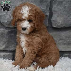 Ace, Cavapoo Puppy