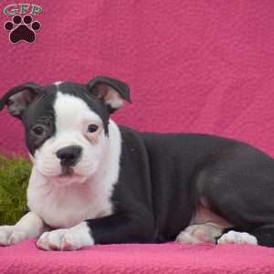 Grant, Boston Terrier Puppy