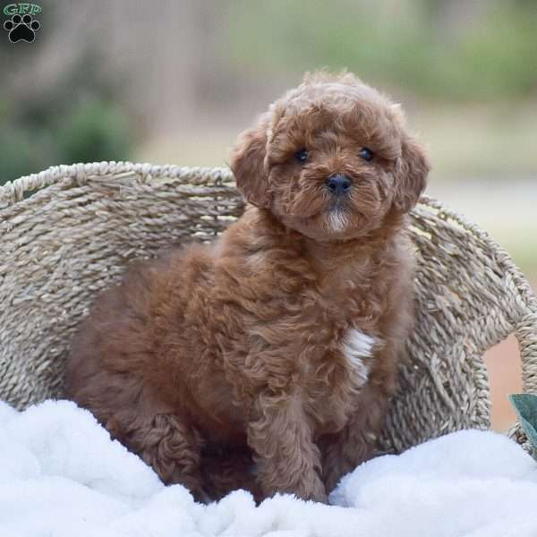 Austin, Mini Goldendoodle Puppy