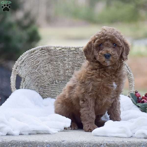 Amanda, Mini Goldendoodle Puppy