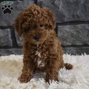 Reese, Toy Poodle Puppy