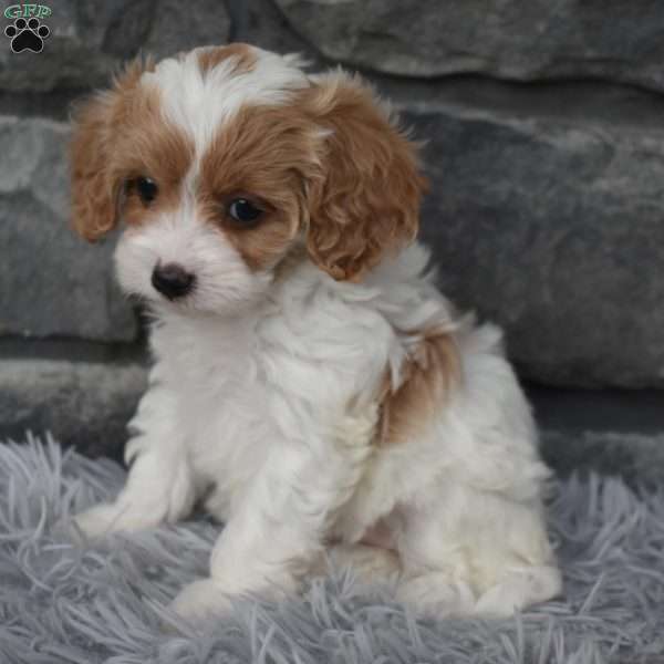 Callie, Cavapoo Puppy