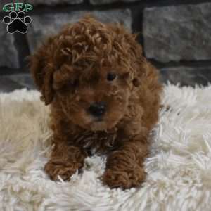 Reese, Toy Poodle Puppy