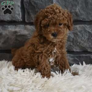 Reese, Toy Poodle Puppy