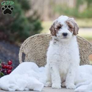 Alex, Mini Goldendoodle Puppy