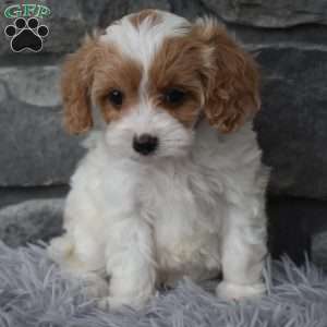 Callie, Cavapoo Puppy