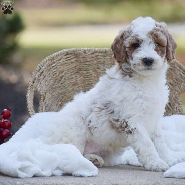 Alex, Mini Goldendoodle Puppy