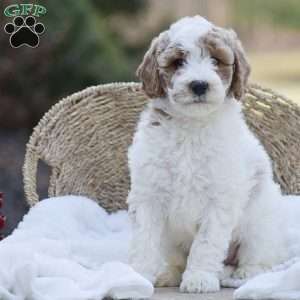 Alex, Mini Goldendoodle Puppy