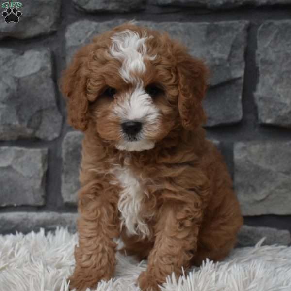 Ace, Cavapoo Puppy