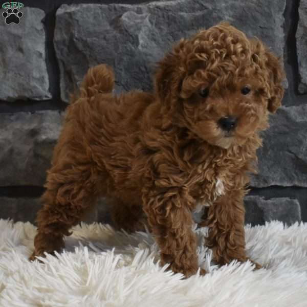 Reese, Toy Poodle Puppy