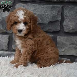 Ace, Cavapoo Puppy