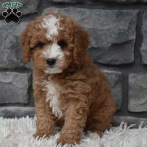 Ace, Cavapoo Puppy