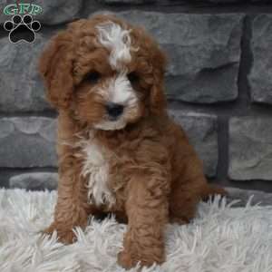 Ace, Cavapoo Puppy