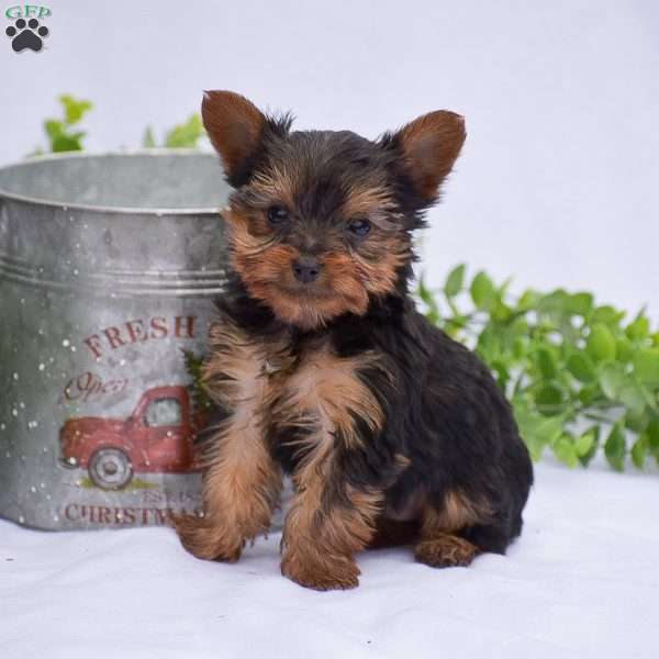 Noah, Yorkie Puppy