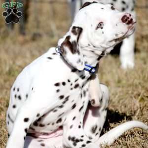 Destiny, Dalmatian Puppy