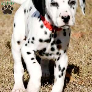 Dude, Dalmatian Puppy