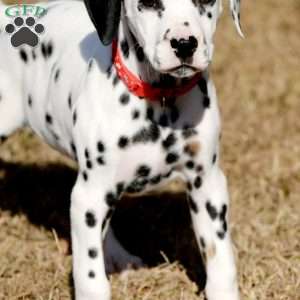 Dude, Dalmatian Puppy