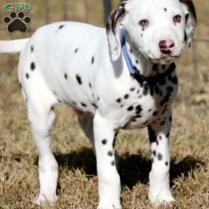 Destiny, Dalmatian Puppy