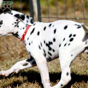 Dude, Dalmatian Puppy