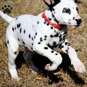 Dude, Dalmatian Puppy