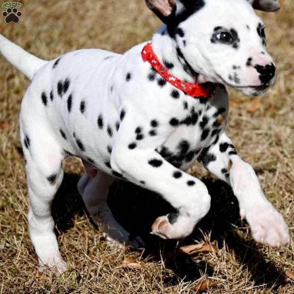 Dude, Dalmatian Puppy