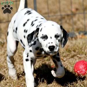 Diamond, Dalmatian Puppy