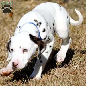 Destiny, Dalmatian Puppy