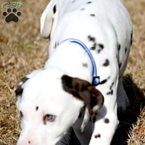 Destiny, Dalmatian Puppy