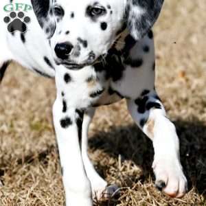 Diamond, Dalmatian Puppy