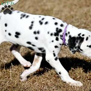 Diamond, Dalmatian Puppy