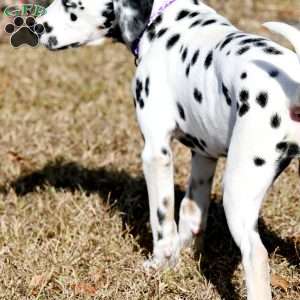 Diamond, Dalmatian Puppy