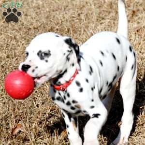 Dude, Dalmatian Puppy