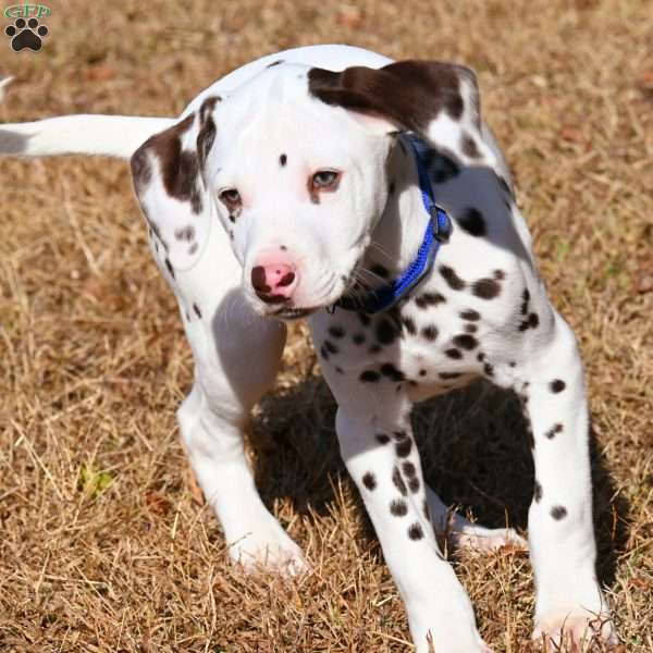 Destiny, Dalmatian Puppy