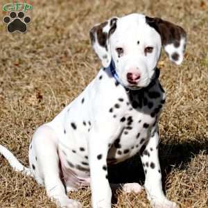 Destiny, Dalmatian Puppy