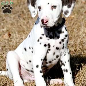 Destiny, Dalmatian Puppy