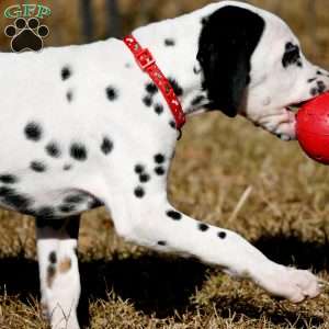 Dude, Dalmatian Puppy