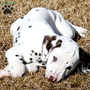 Destiny, Dalmatian Puppy