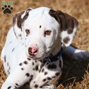 Destiny, Dalmatian Puppy