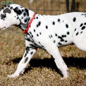 Dude, Dalmatian Puppy