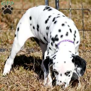 Diamond, Dalmatian Puppy