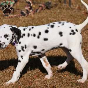 Diamond, Dalmatian Puppy