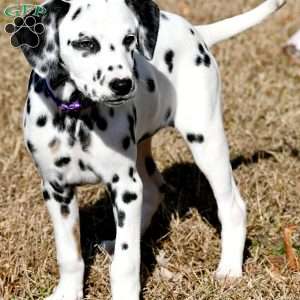 Diamond, Dalmatian Puppy