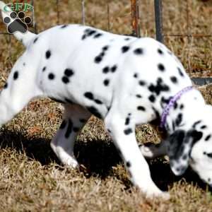 Diamond, Dalmatian Puppy